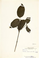 藏品(狗骨仔)的圖片